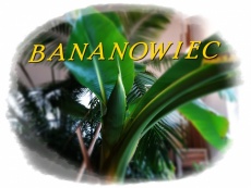 Bananowiec.jpg